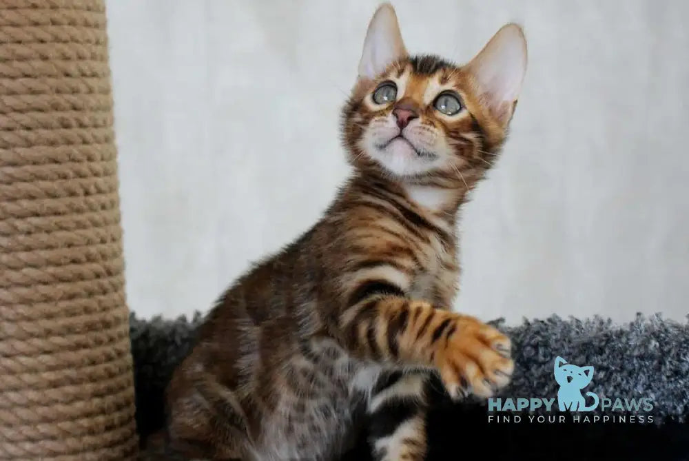 Baxter Bengal male black spotted tabby live animals