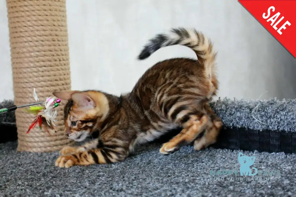 Baxter Bengal male black spotted tabby live animals