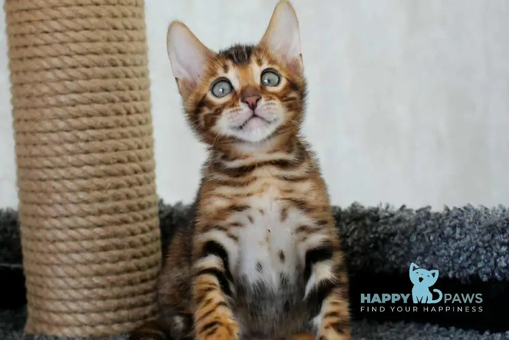 Baxter Bengal male black spotted tabby live animals