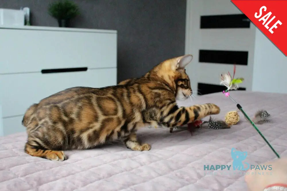 Baxter Bengal male black spotted tabby live animals