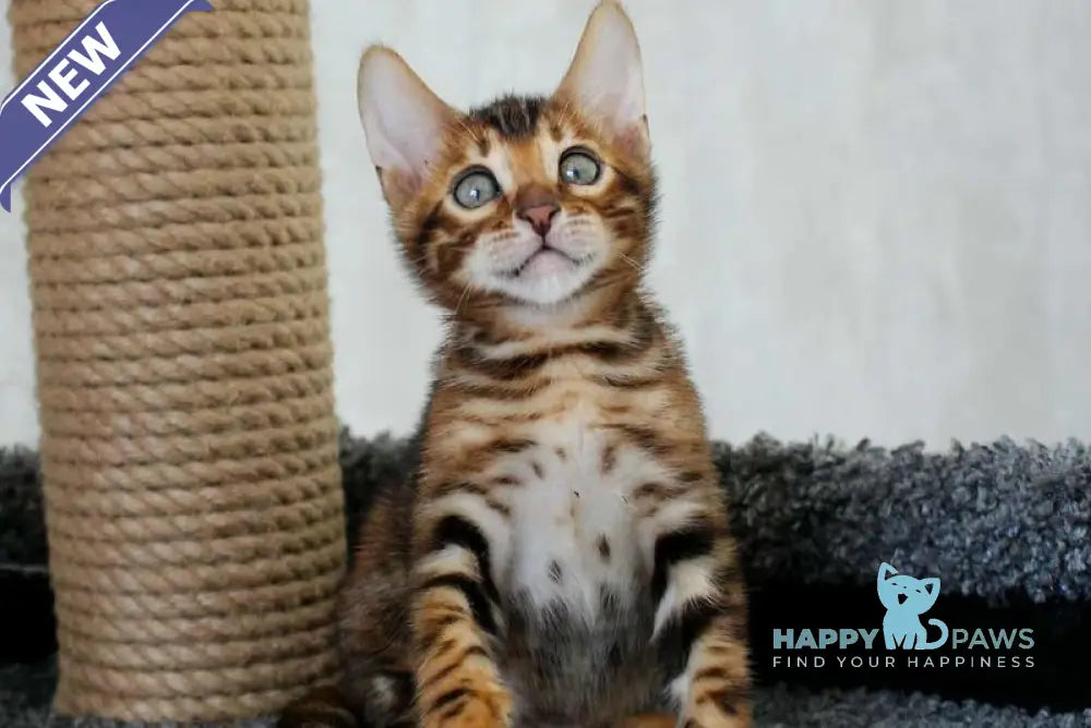 Baxter Bengal male black spotted tabby live animals