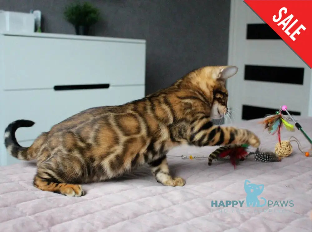 Baxter Bengal male black spotted tabby live animals