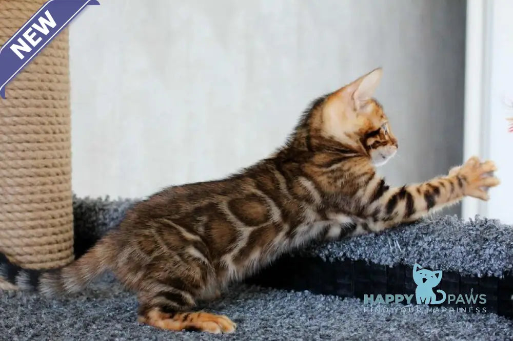 Baxter Bengal male black spotted tabby live animals
