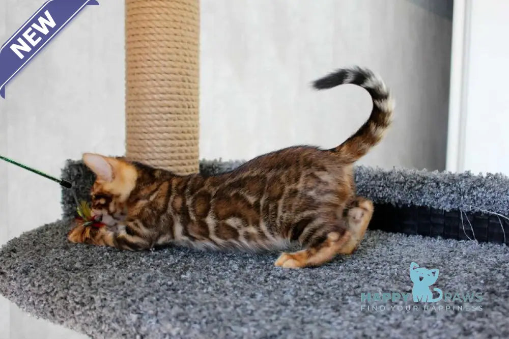 Baxter Bengal male black spotted tabby live animals