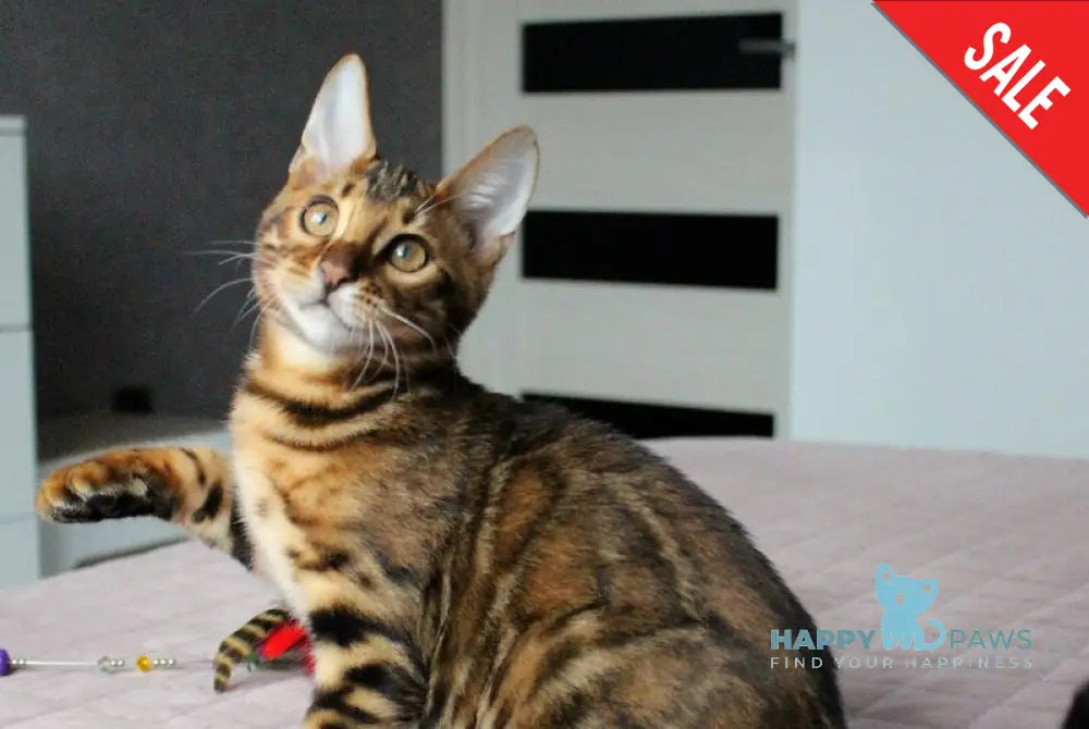 Baxter Bengal male black spotted tabby live animals