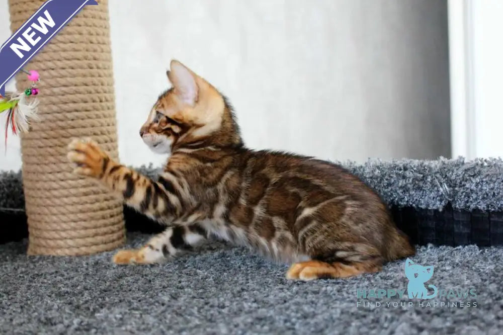 Baxter Bengal male black spotted tabby live animals