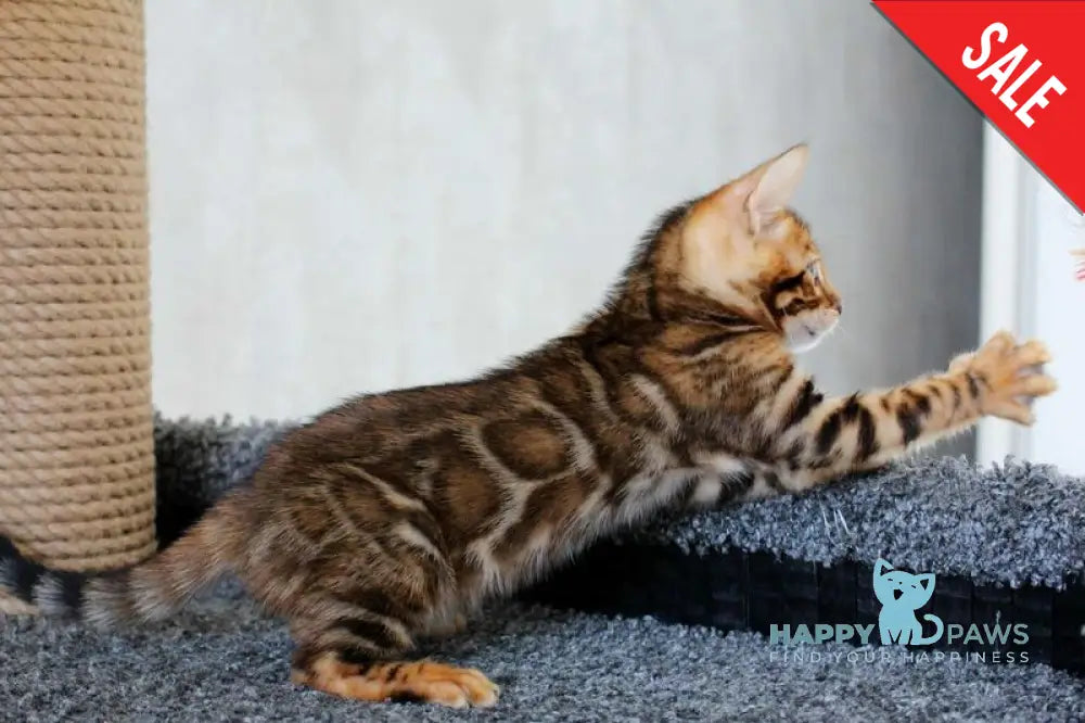 Baxter Bengal male black spotted tabby live animals