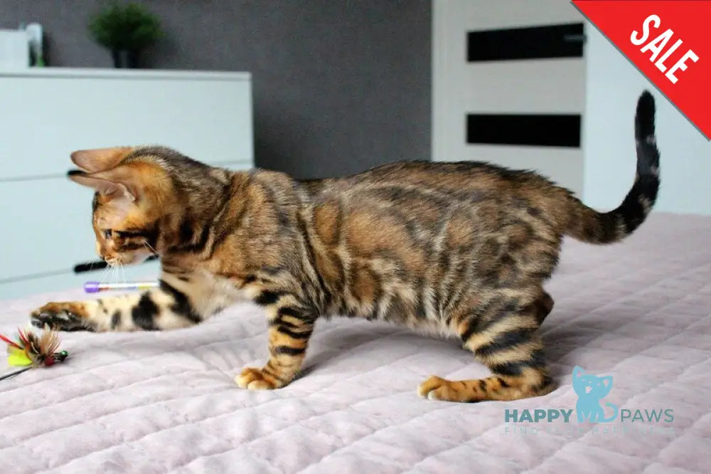 Baxter Bengal male black spotted tabby live animals