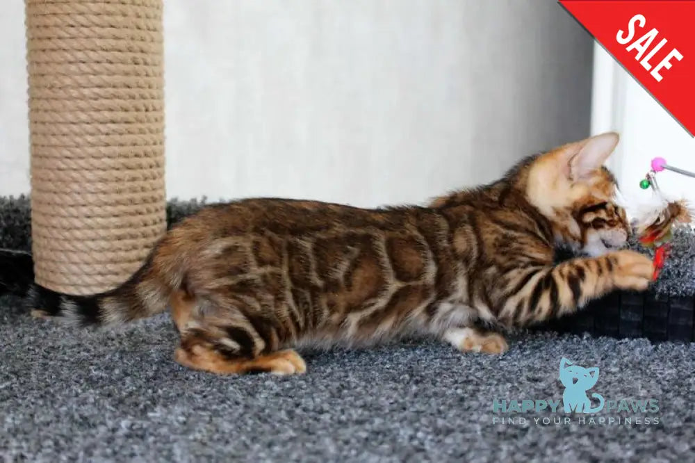 Baxter Bengal male black spotted tabby live animals