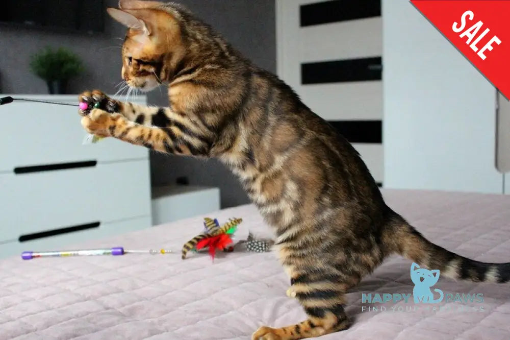 Baxter Bengal male black spotted tabby live animals