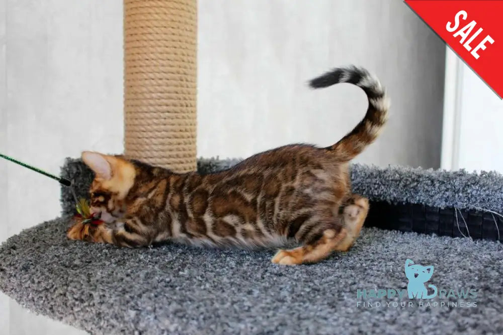 Baxter Bengal male black spotted tabby live animals