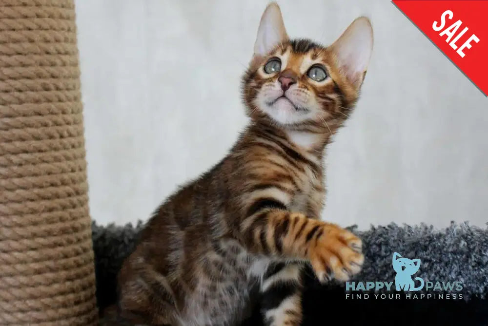 Baxter Bengal male black spotted tabby live animals