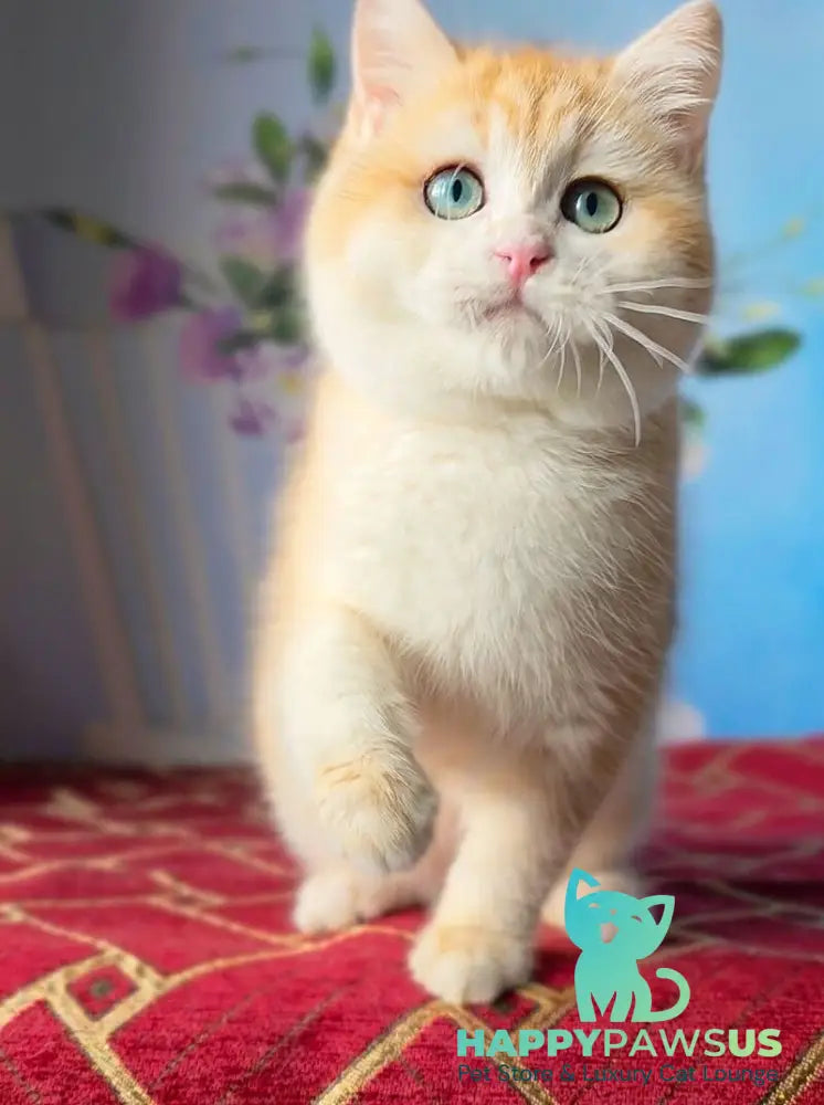 Baxter British Shorthair male black golden chinchilla - live animals