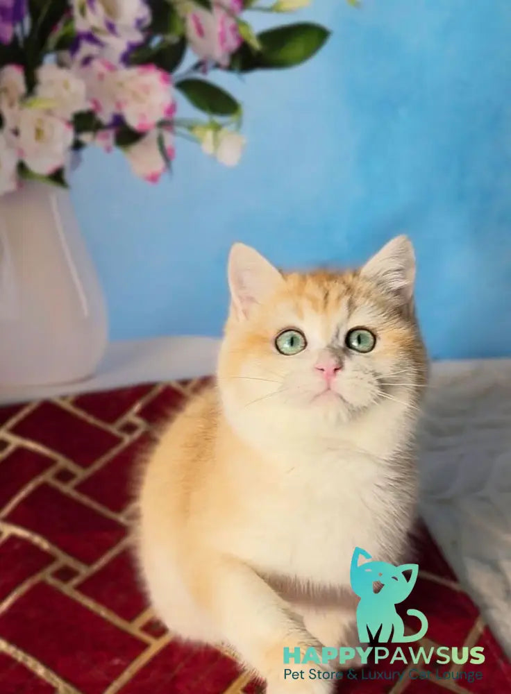 Baxter British Shorthair male black golden chinchilla - live animals