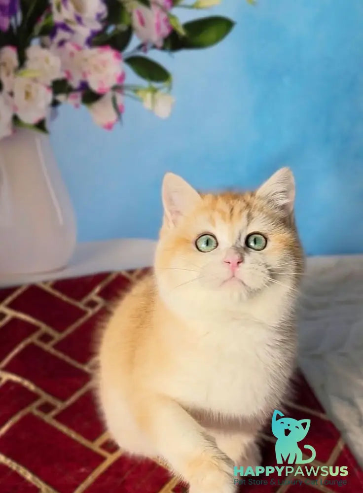 Baxter British Shorthair male black golden chinchilla - live animals