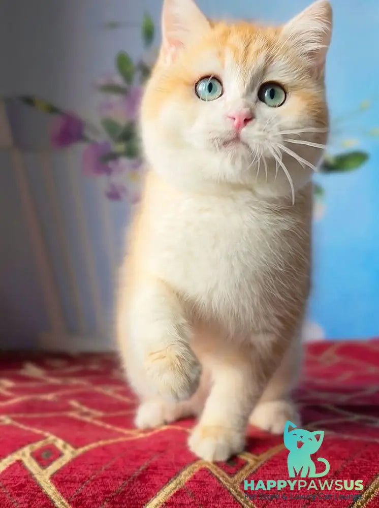 Baxter British Shorthair male black golden chinchilla - live animals