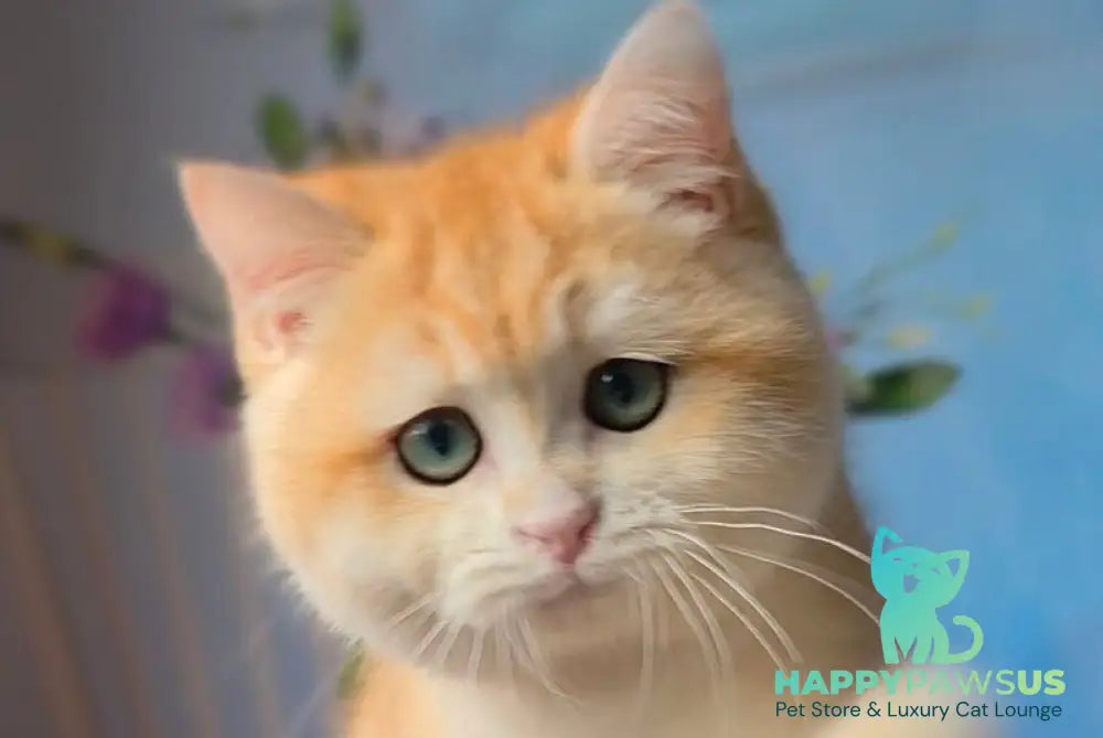 Baxter British Shorthair male black golden chinchilla - live animals