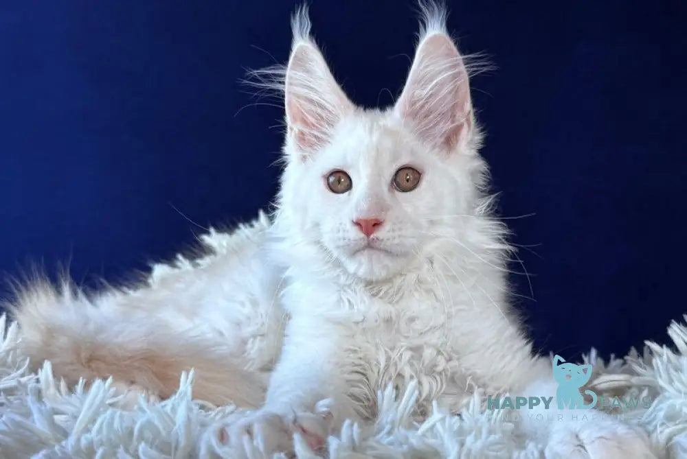 Baxter Maine Coon male red silver live animals