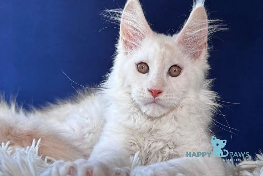 Baxter Maine Coon male red silver live animals