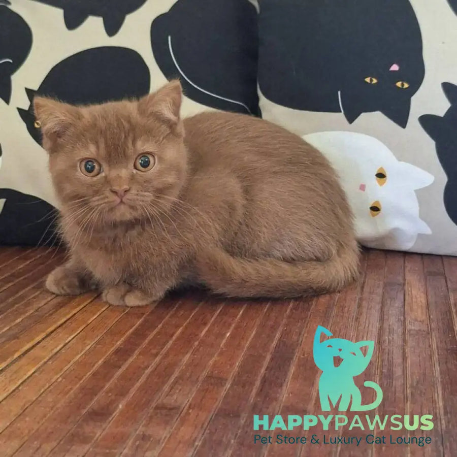 Baynti British Shorthair male cinnamon - live animals
