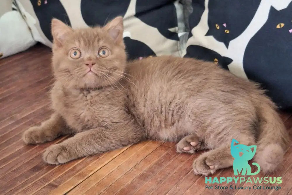 Baynti British Shorthair male cinnamon - live animals