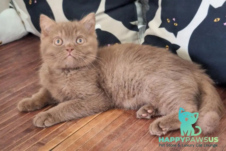 Baynti British Shorthair male cinnamon - live animals