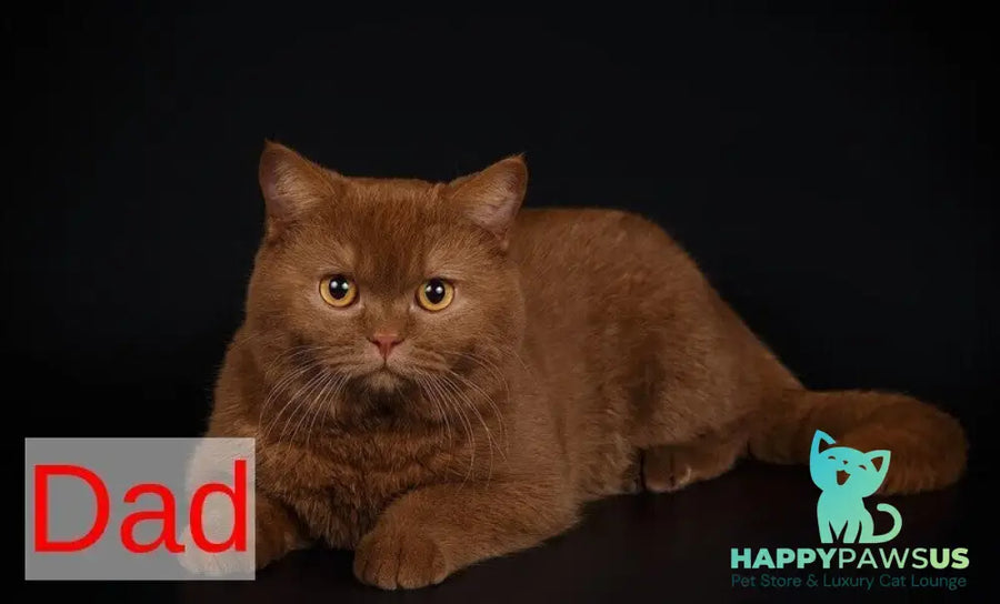 Baynti British Shorthair male cinnamon - live animals