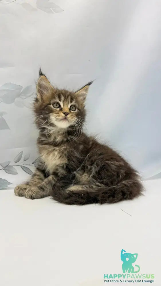 Bazan Maine Coon male black tabby - live animals