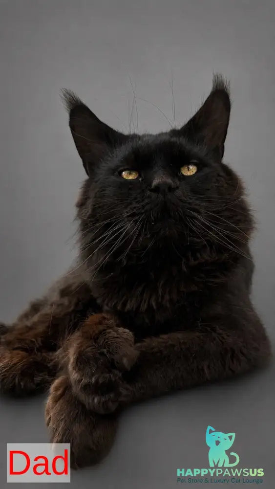 Bazan Maine Coon male black tabby - live animals