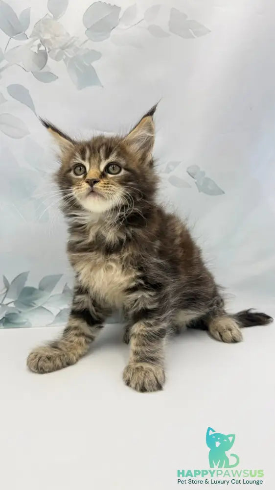 Bazan Maine Coon male black tabby - live animals