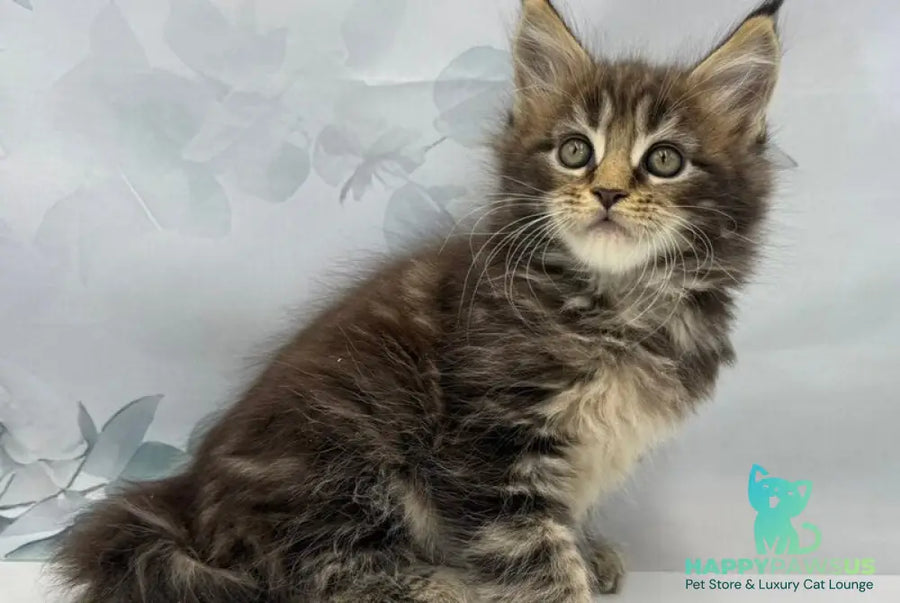 Bazan Maine Coon male black tabby - live animals