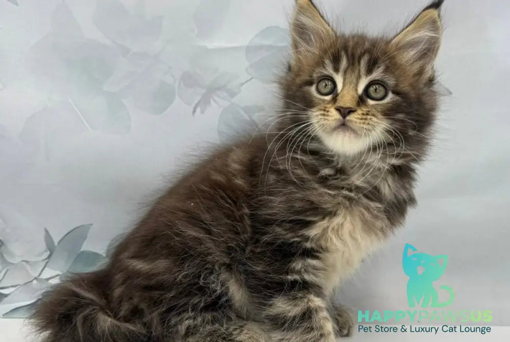 Bazan Maine Coon male black tabby - live animals