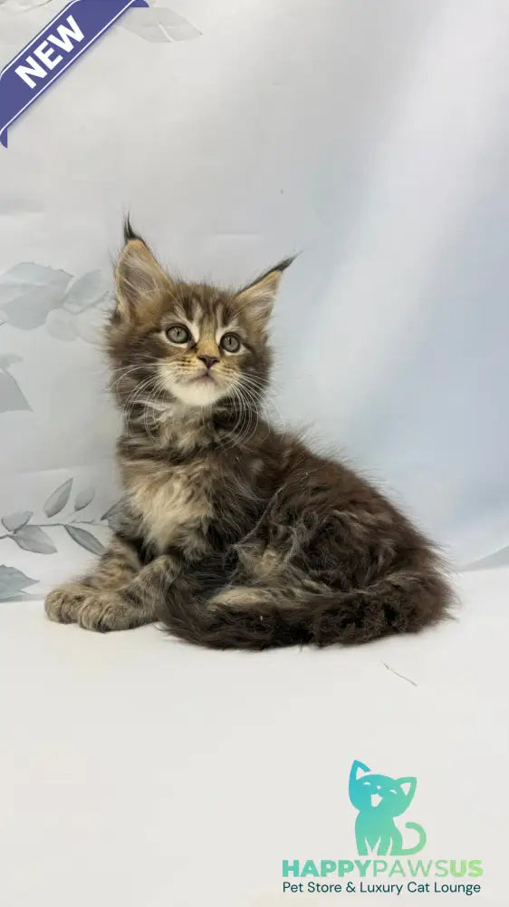 Bazan Maine Coon male black tabby - live animals