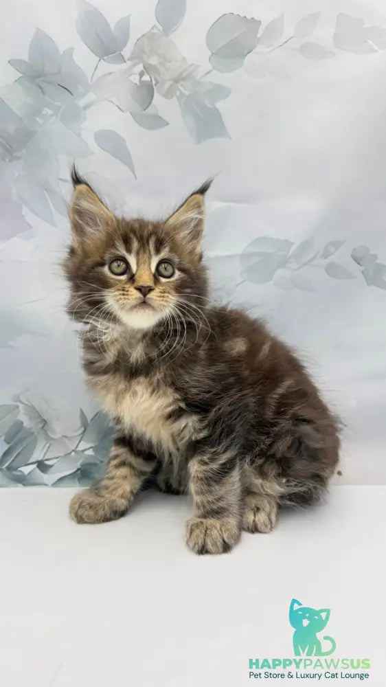 Bazan Maine Coon male black tabby - live animals