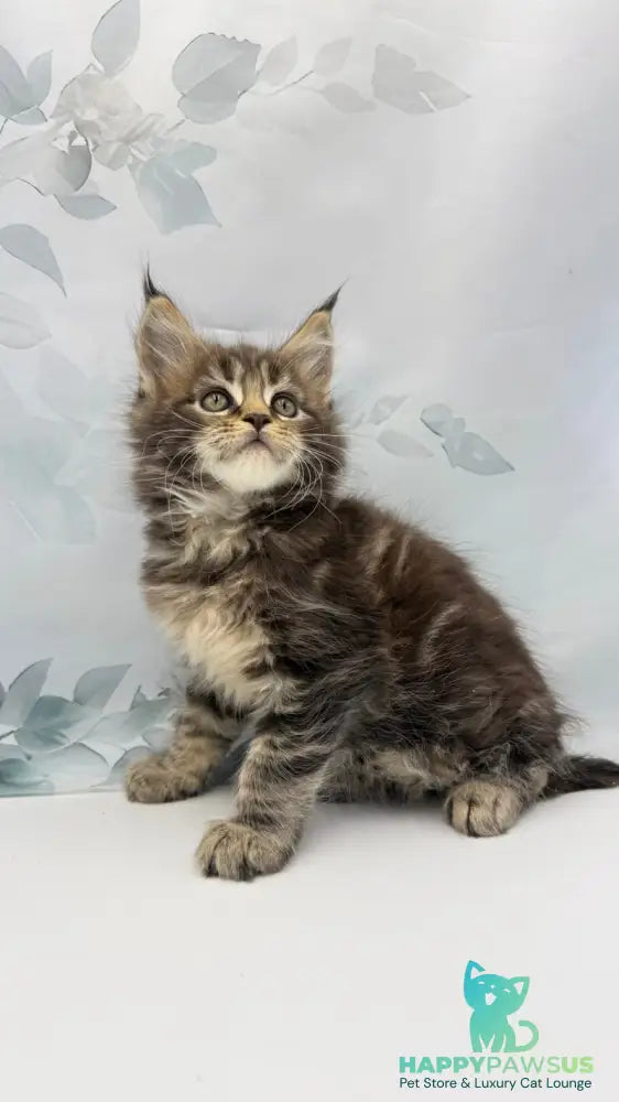 Bazan Maine Coon male black tabby - live animals