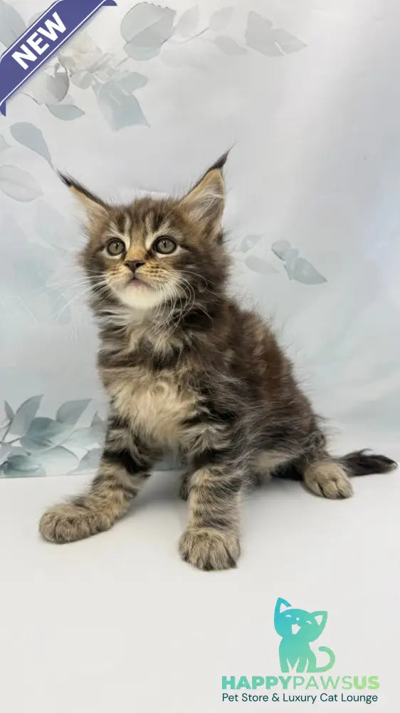 Bazan Maine Coon male black tabby - live animals