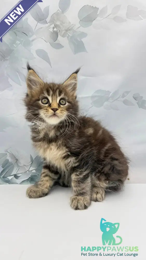 Bazan Maine Coon male black tabby - live animals