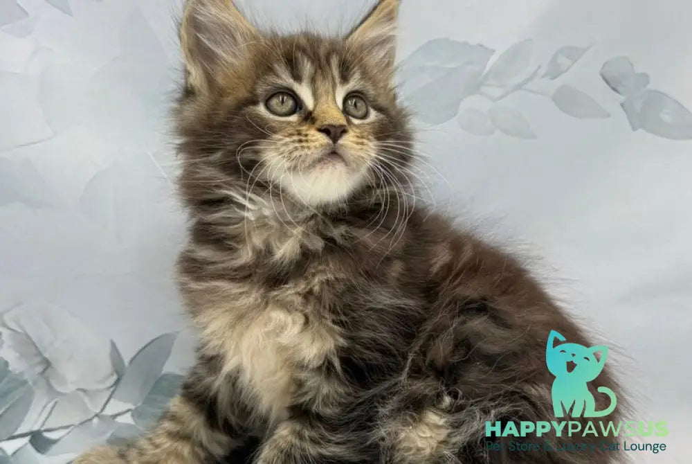 Bazan Maine Coon male black tabby - live animals