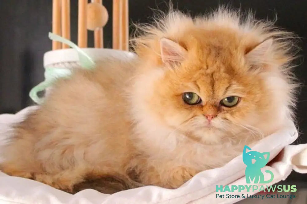 Bazilika British Longhair female black golden shaded live animals
