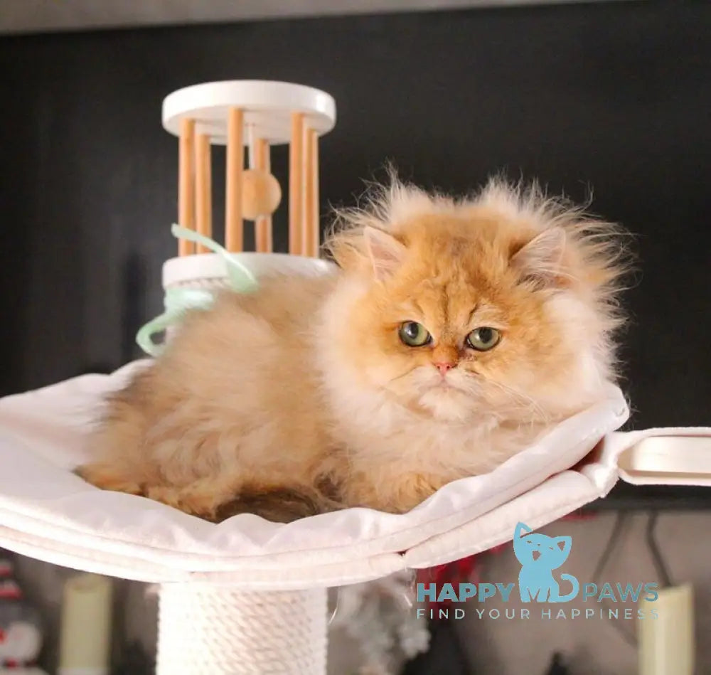 Bazilika British Longhair female black golden shaded live animals