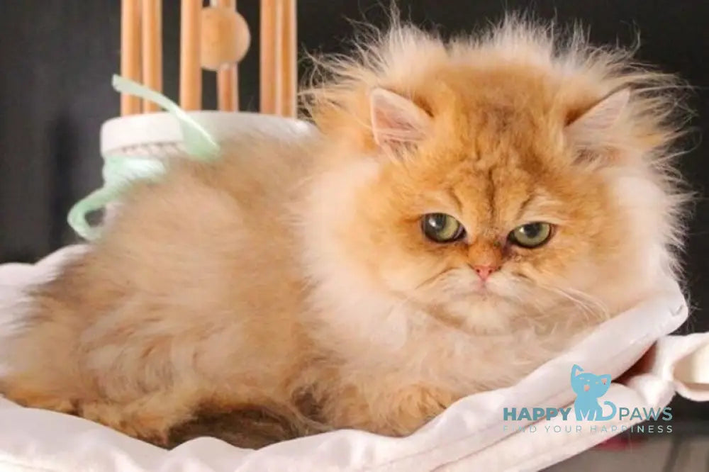 Bazilika British Longhair female black golden shaded live animals