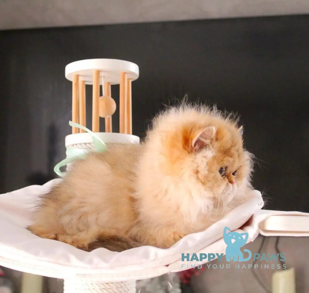 Bazilika British Longhair female black golden shaded live animals