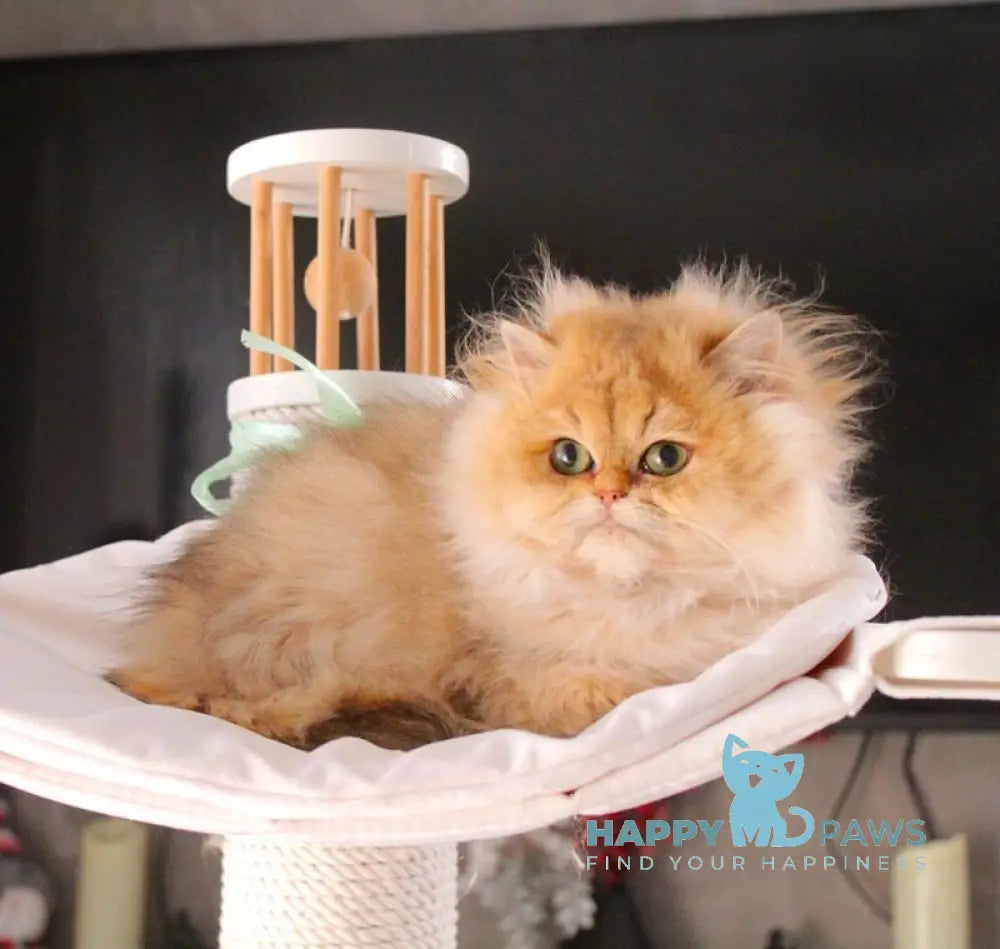 Bazilika British Longhair female black golden shaded live animals