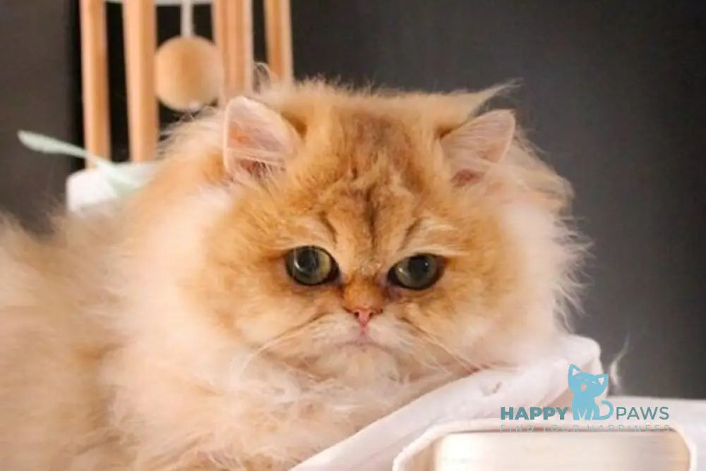 Bazilika British Longhair female black golden shaded live animals