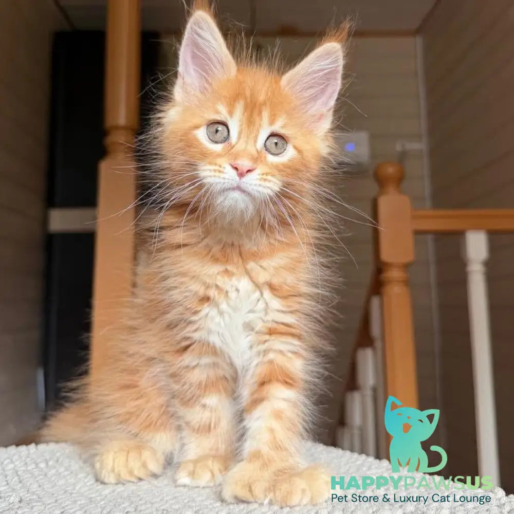 Bazilio Maine Coon polydactyl 6x6x6x6 male red tabby with white - live animals