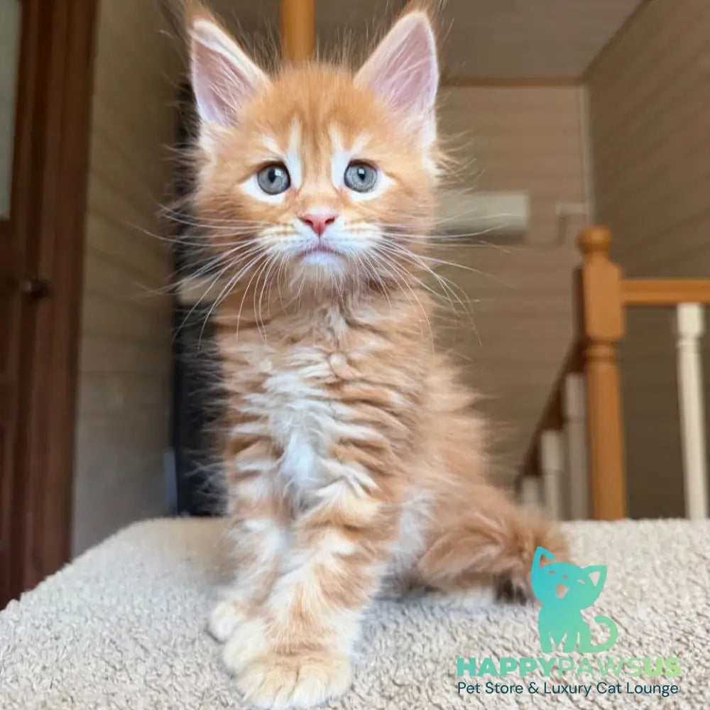 Bazilio Maine Coon polydactyl 6x6x6x6 male red tabby with white - live animals