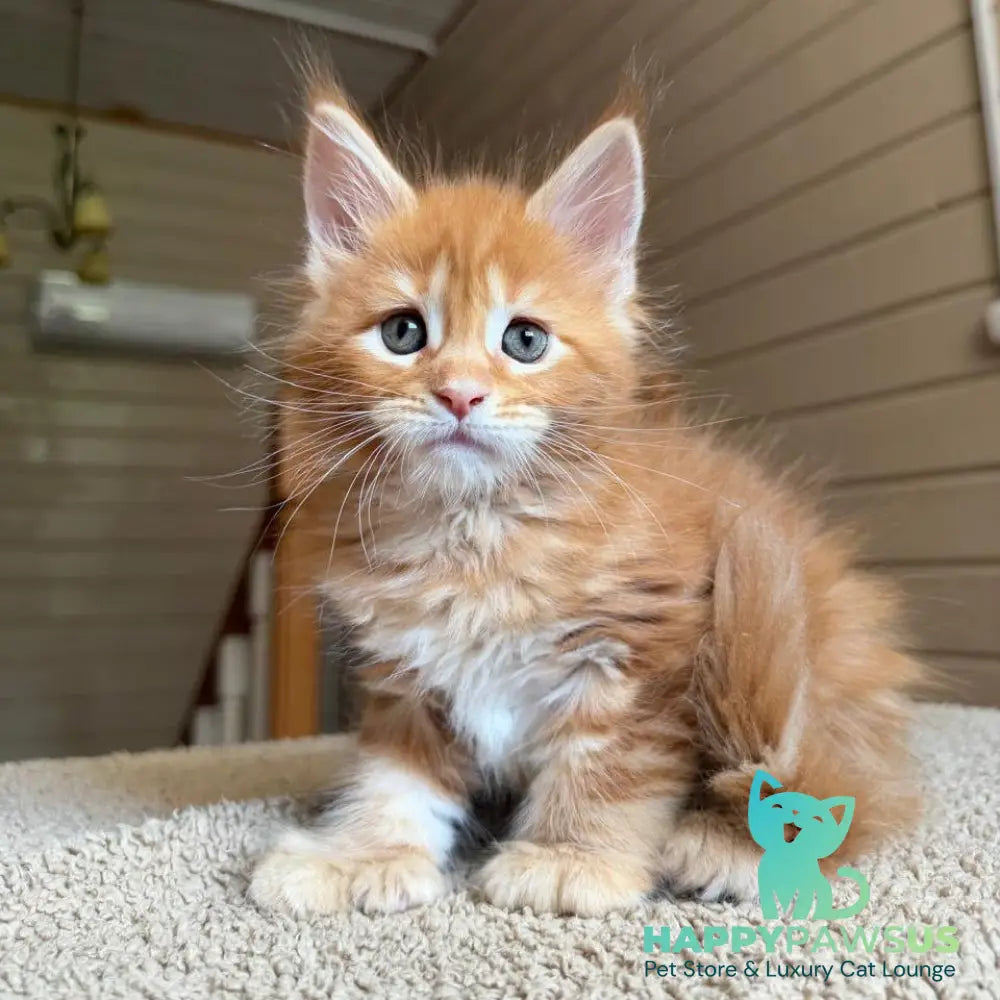 Bazilio Maine Coon polydactyl 6x6x6x6 male red tabby with white - live animals