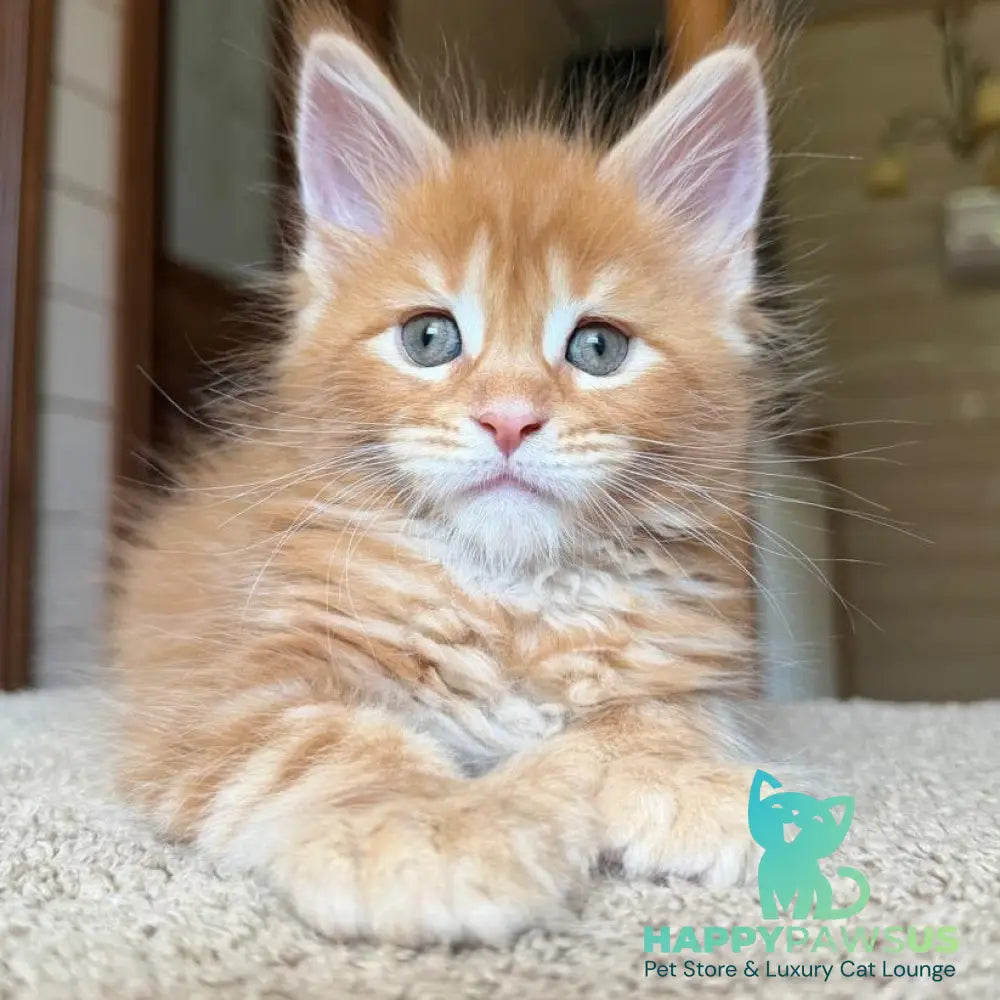 Bazilio Maine Coon polydactyl 6x6x6x6 male red tabby with white - live animals