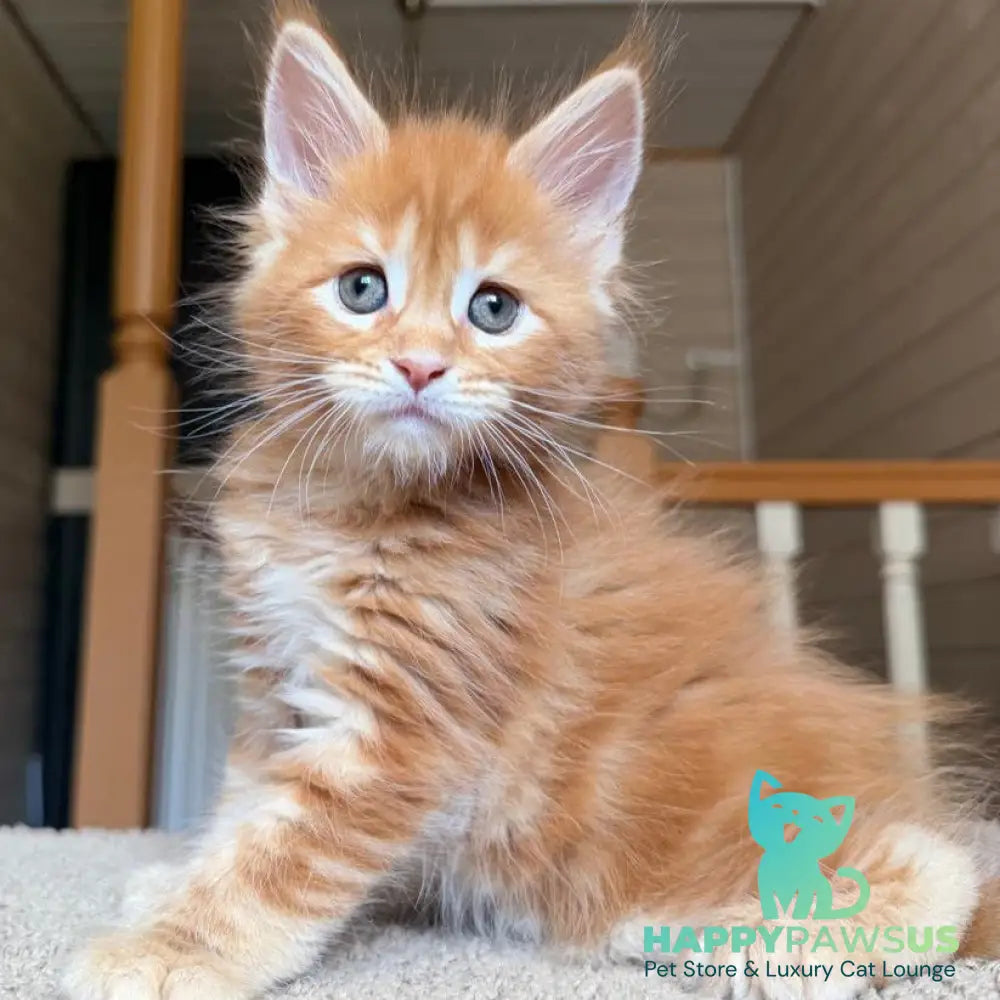 Bazilio Maine Coon polydactyl 6x6x6x6 male red tabby with white - live animals