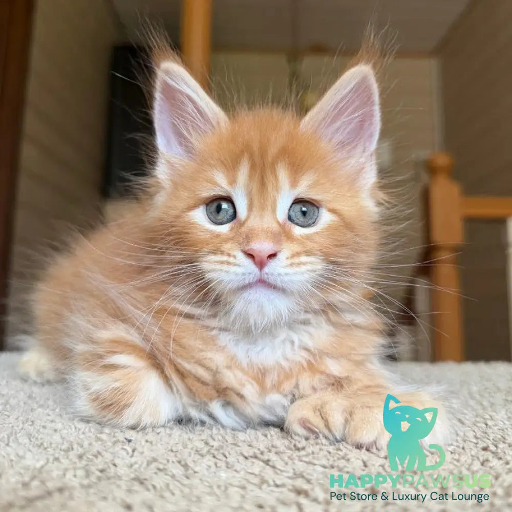 Bazilio Maine Coon polydactyl 6x6x6x6 male red tabby with white - live animals